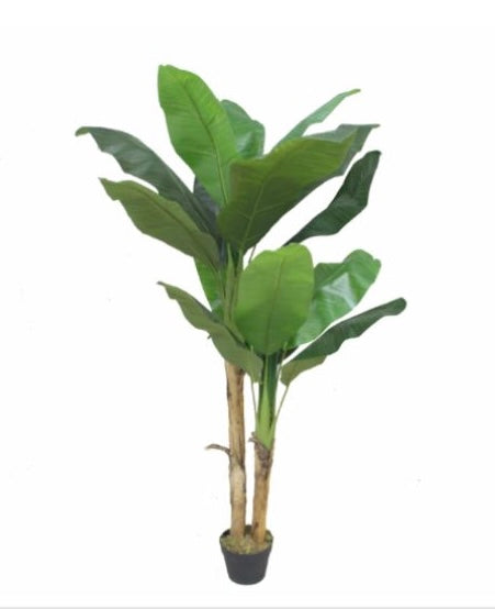 Banano de 165 cm