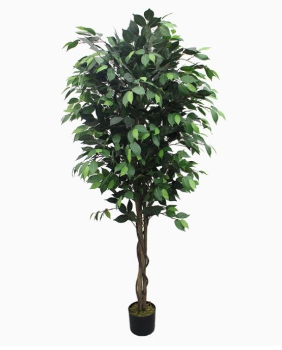 Ficus premium de 180 cm