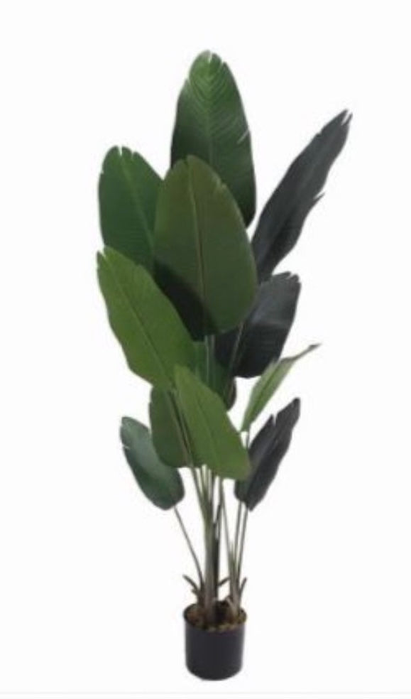 Ave del paraíso 180 cm