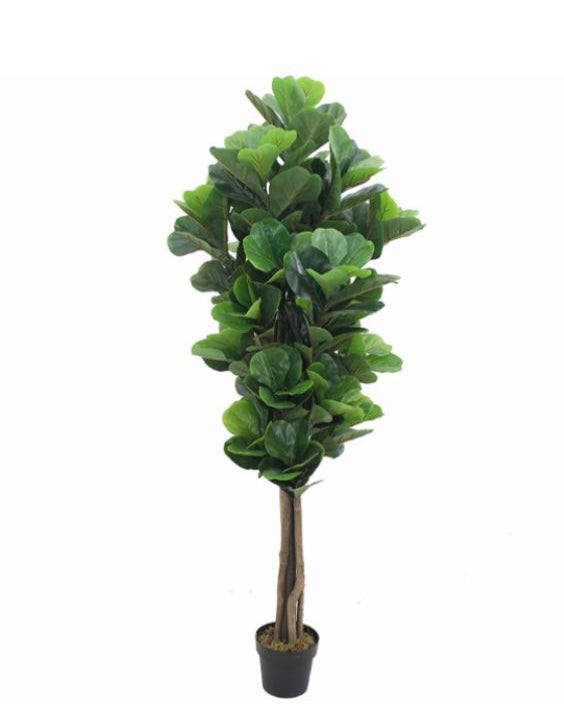 Lyrata de 180 cm