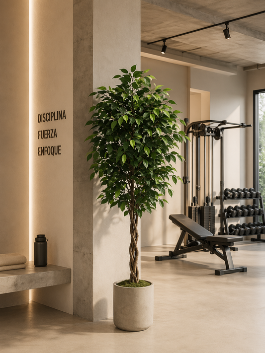 Ficus premium de 180 cm
